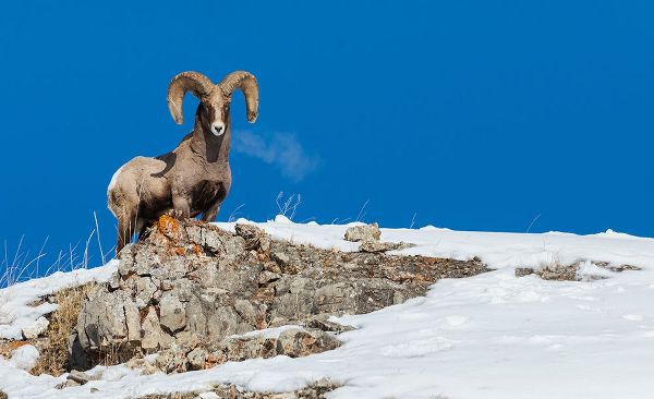Archer, Ken 아티스트의 Bighorn sheep ram-frosty breath작품입니다.